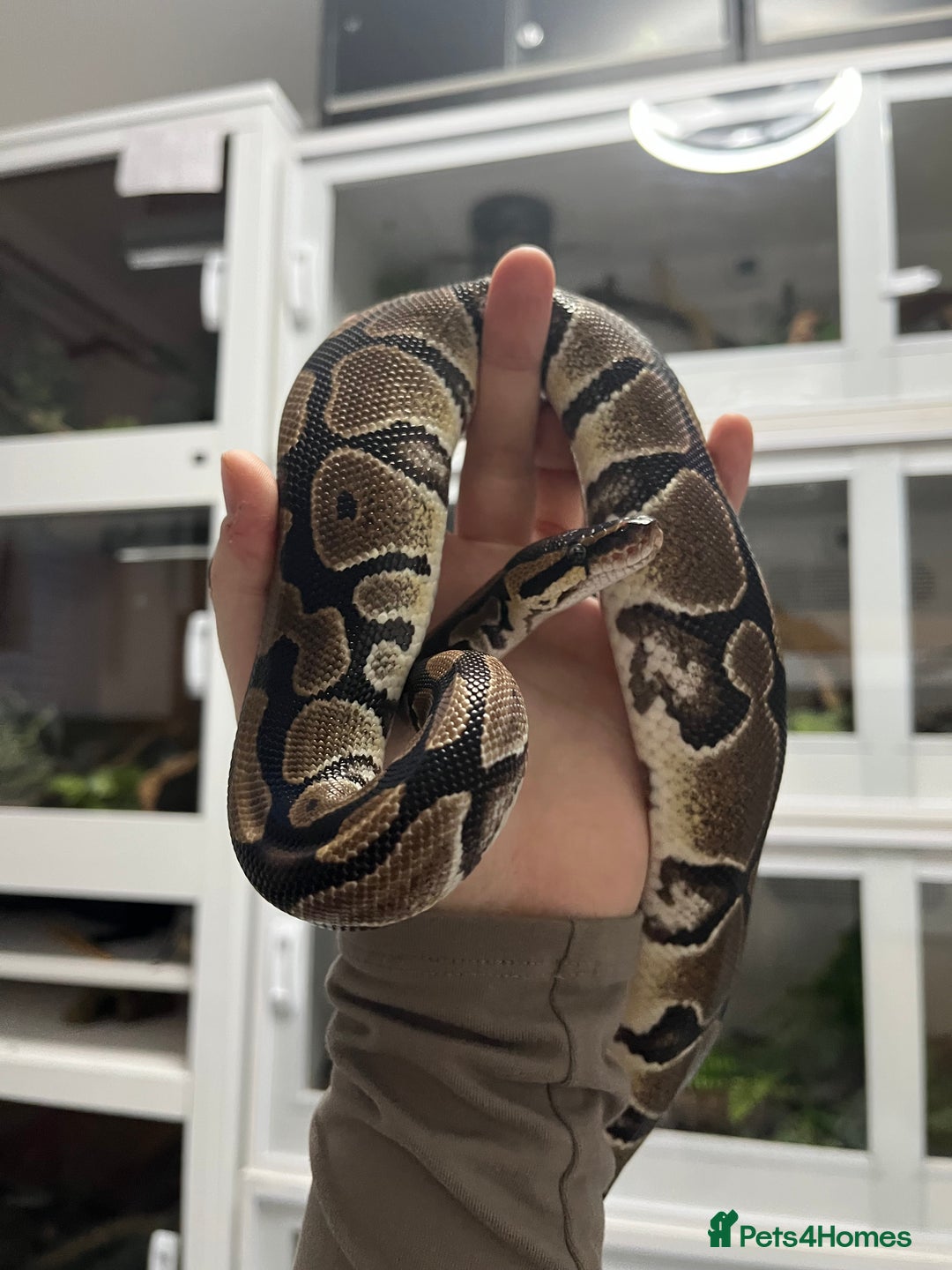 Mixed Breed reptiles for sale: Loads of snakes for rehome!  - Advert 10