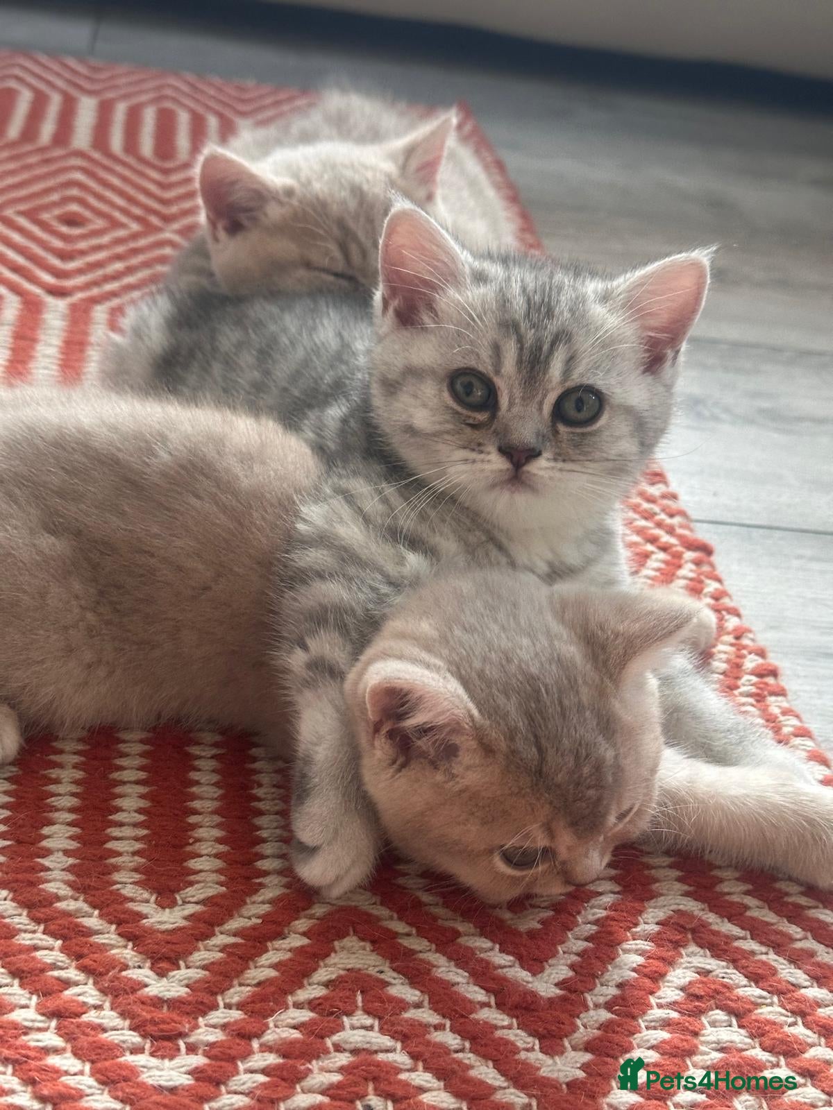 British Shorthair cats for sale: ​Rare Female BSH Kittens: Pedigree Parents Only  - Advert 1