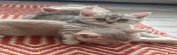 British Shorthair cats for sale: ​Rare Female BSH Kittens: Pedigree Parents Only  - Advert 1