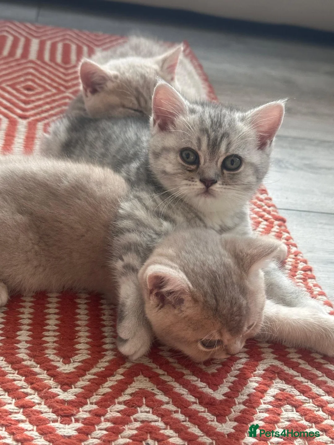 British Shorthair cats for sale: ​Rare Female BSH Kittens: Pedigree Parents Only  - Advert 1