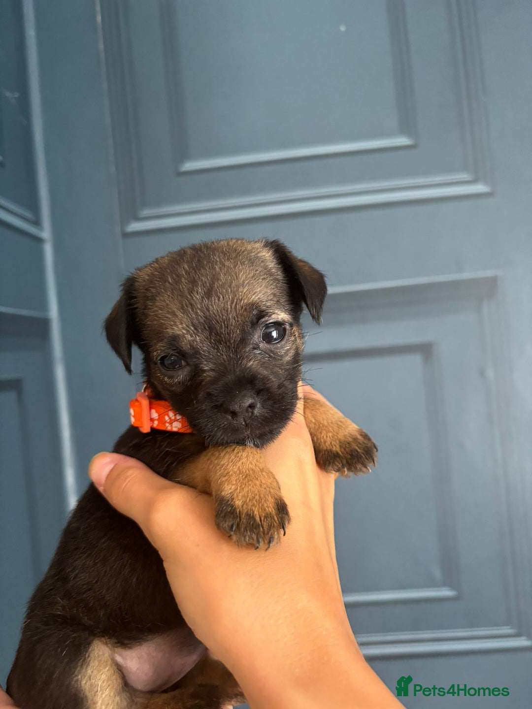 Border Terrier dogs for sale: Slem clear stunning boarder terrier puppies  - Image 14