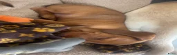 Miniature Dachshund dogs for sale: Ready now only two left had all vacs ready too go  - Advert 11