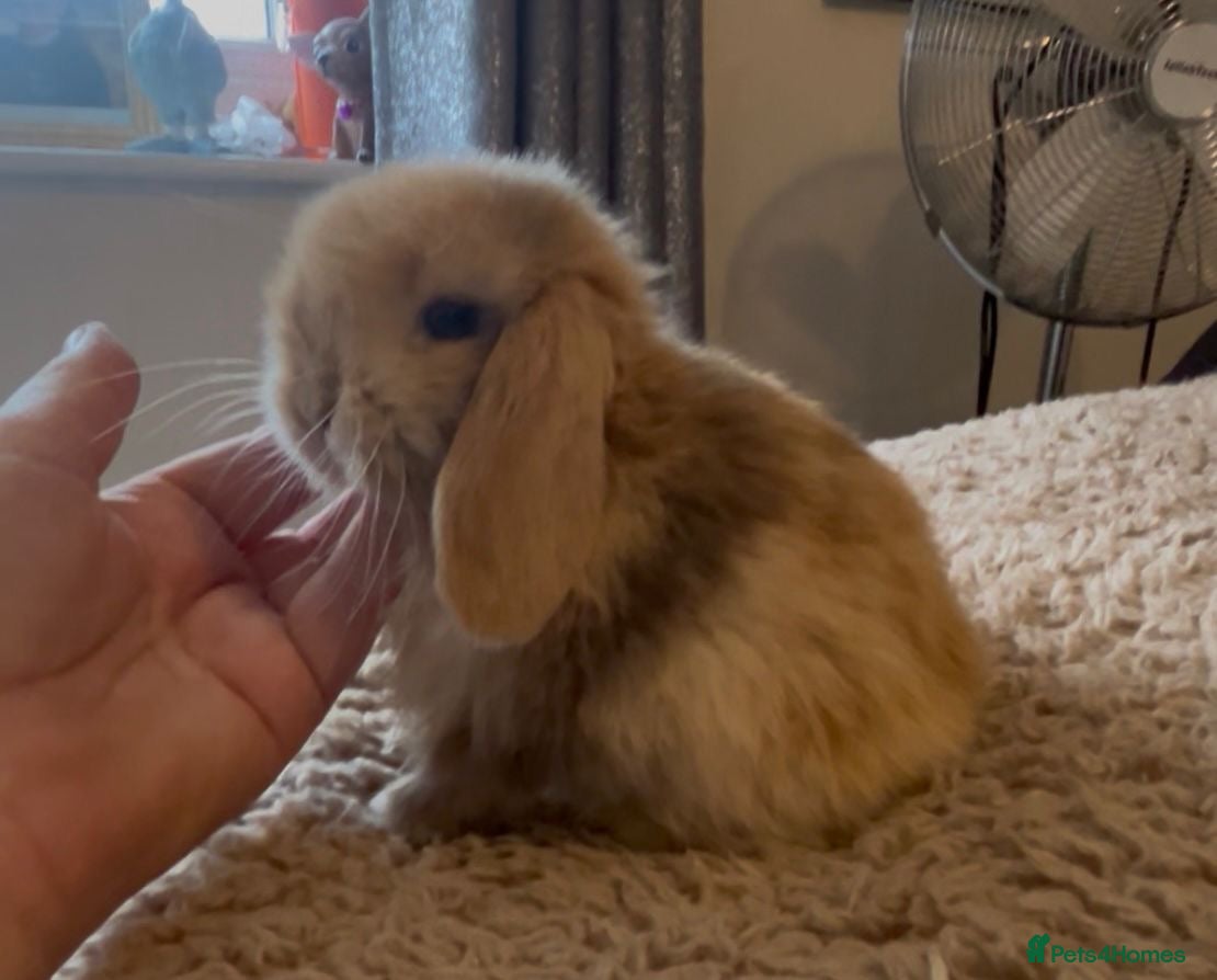 Mini Lop rabbits PEDIGREE MINI LOP BABIES READY TO RESERVE  - Advert 3