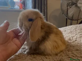 Mini Lop rabbits PEDIGREE MINI LOP BABIES READY TO RESERVE - Advert 1