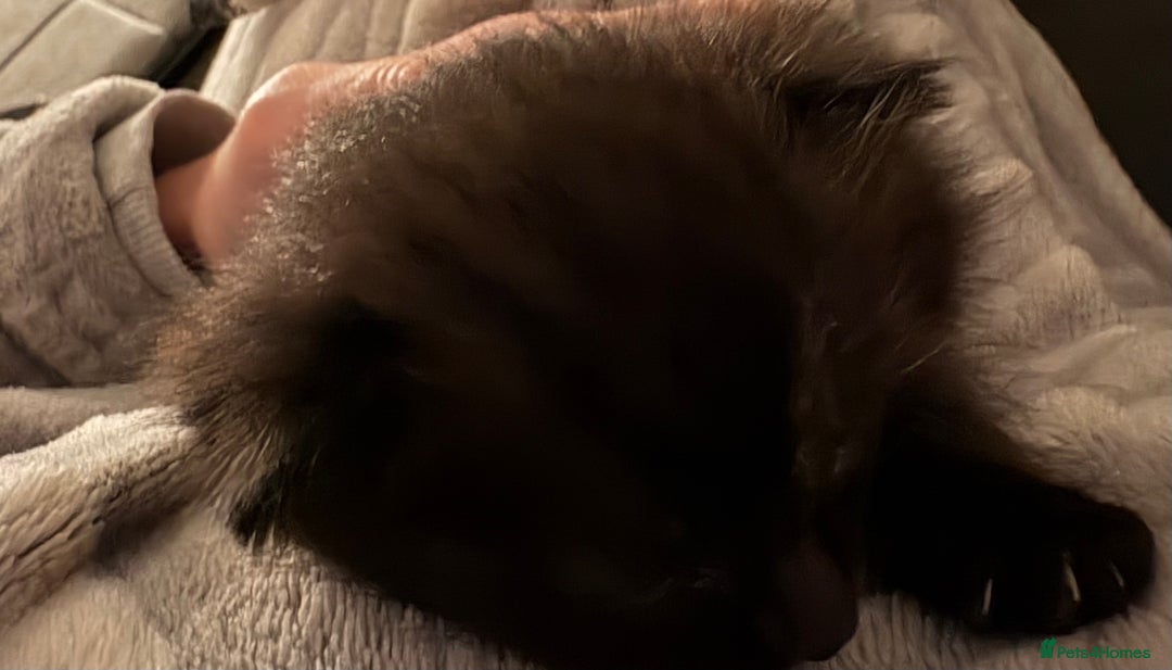 Mixed Breed cats for sale: 3 mixed kittens - Advert 7