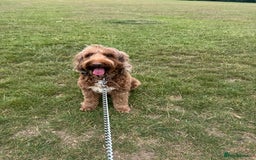Australian Labradoodle dogs for sale: MULTIGEN AUSTRALIAN LABRADOODLE PUPPIES Due -25/08 - Image 1