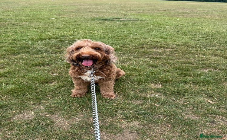 Australian Labradoodle dogs - Advert 1