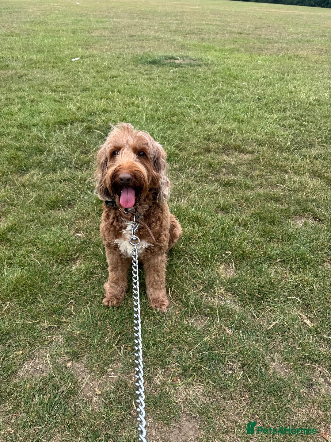 Australian Labradoodle dogs for sale: MULTIGEN AUSTRALIAN LABRADOODLE PUPPIES Due -25/08 - Image 1