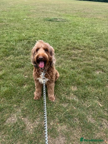 Australian Labradoodle dogs - Advert 3