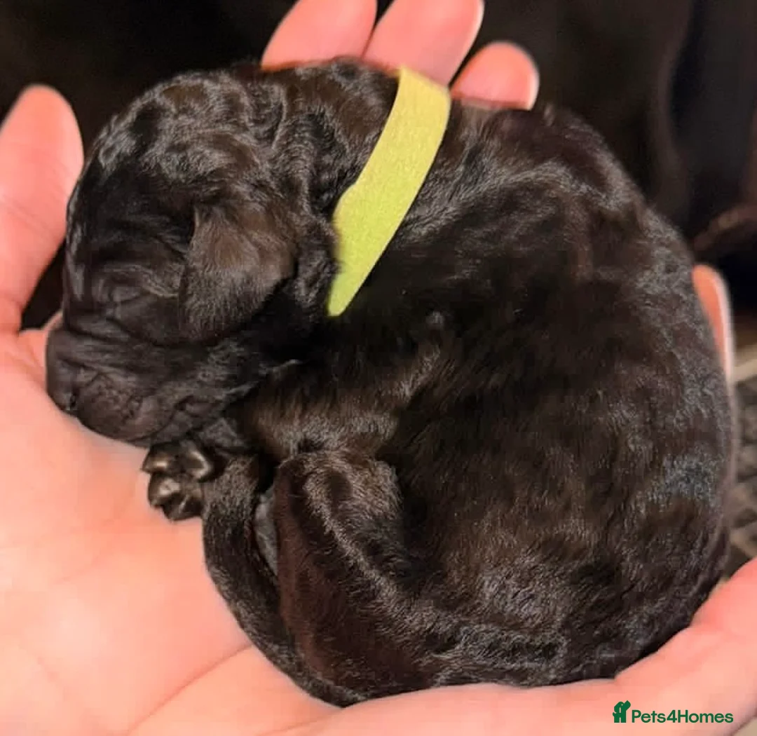 Standard Poodle dogs for sale: Reduced price£1800 Wonderful standard poodle pup’s - Advert 15