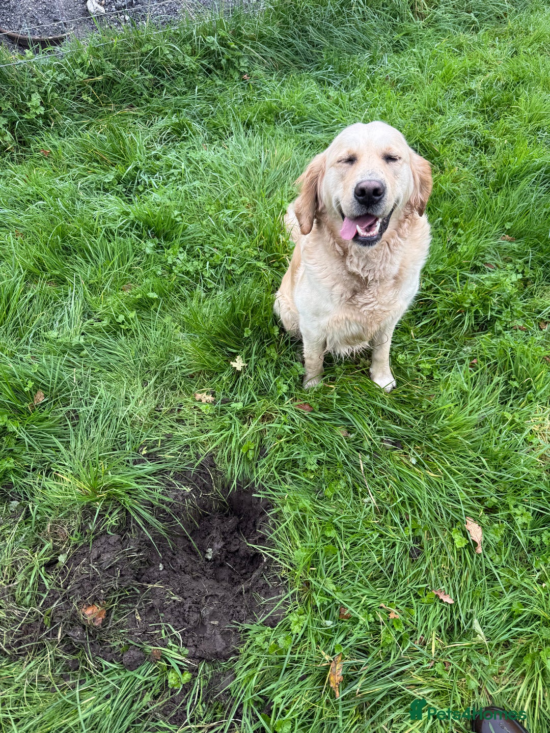 Golden Retriever dogs for sale: 🌸 One gorgeous girl 🌸 - Advert 10