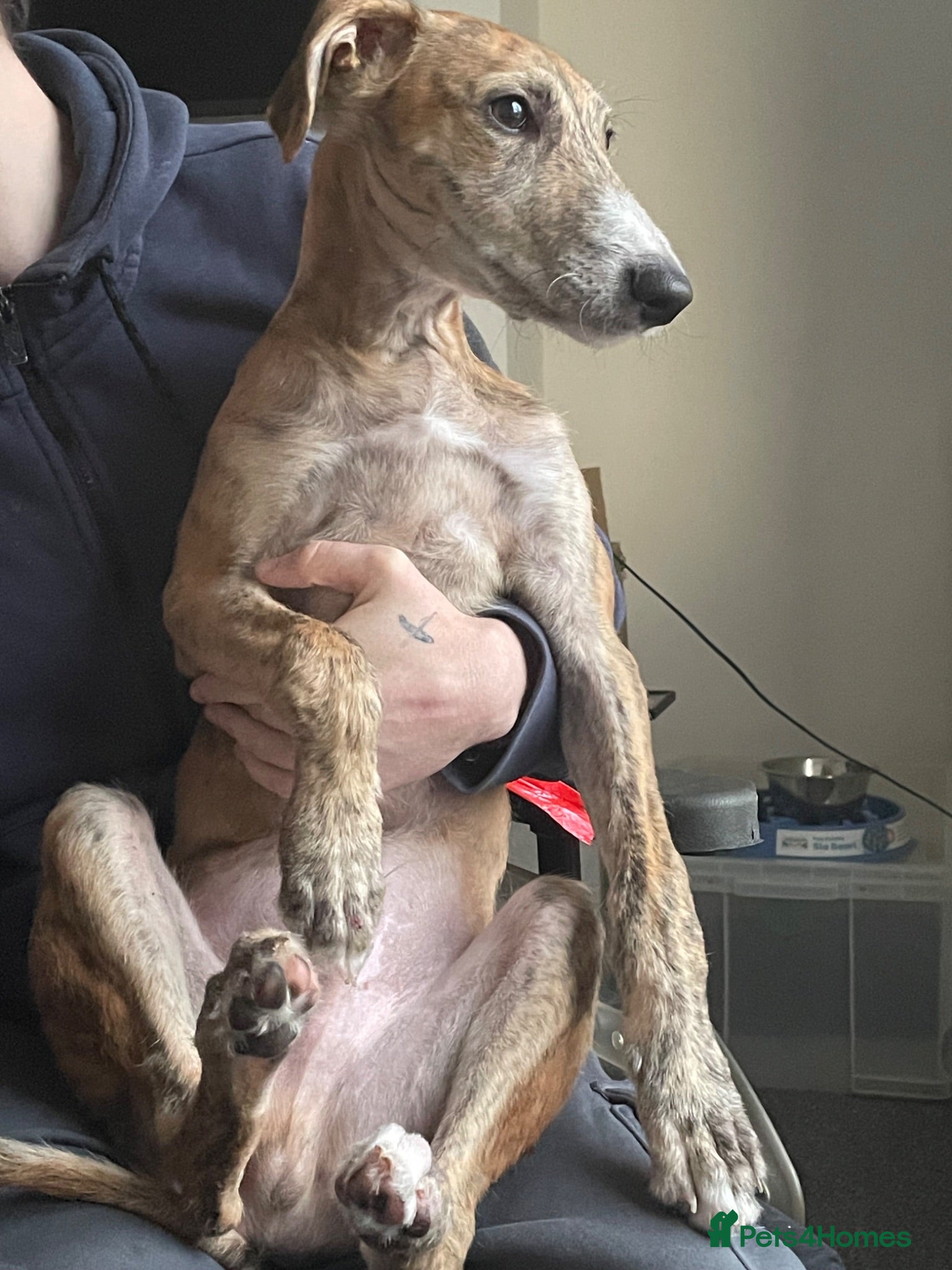 Lurcher dogs Scooby - Read Description  - Advert 1