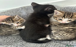 Bombay cats for sale: girls - Image 2
