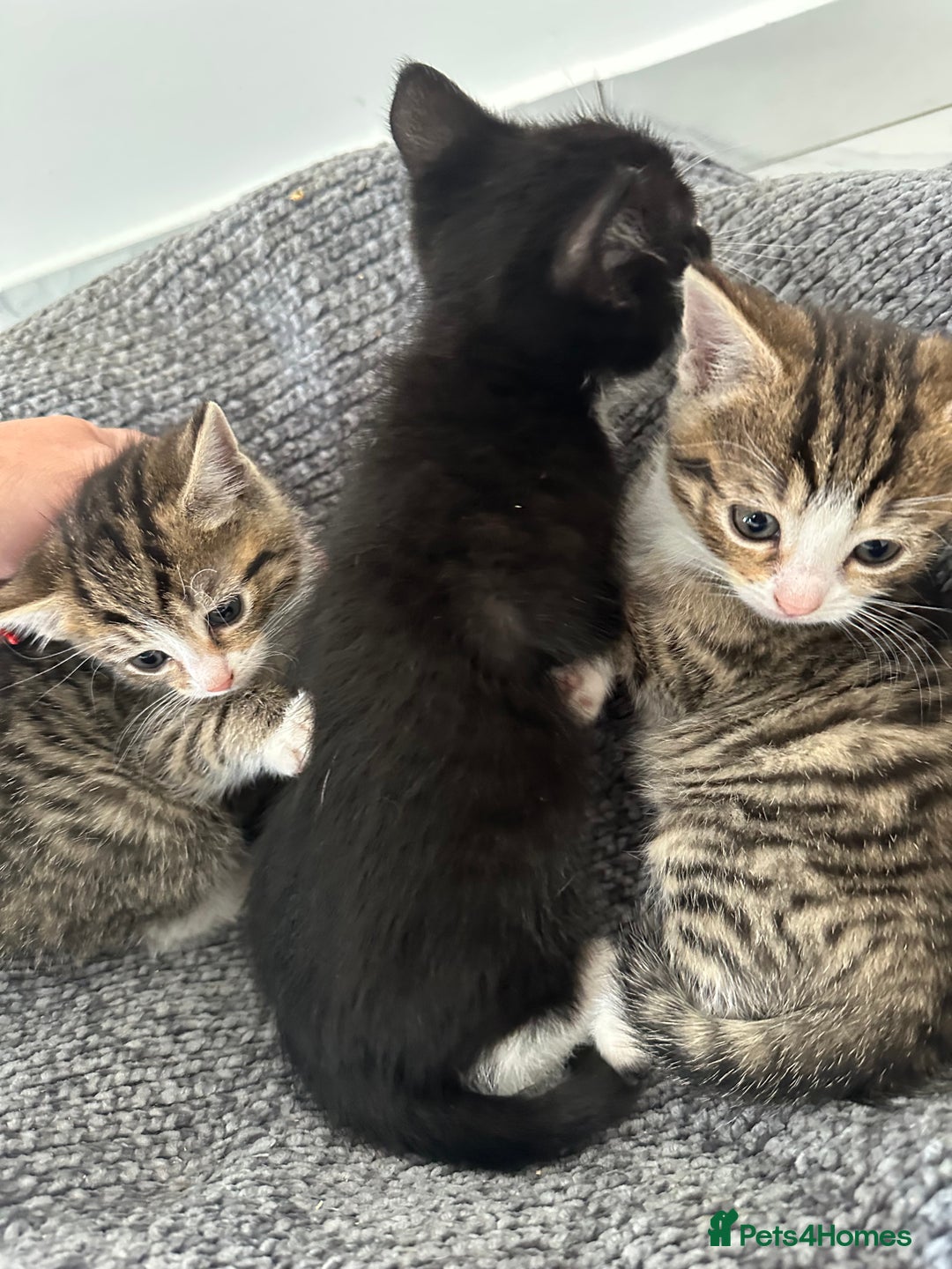 Bombay cats for sale: girls - Image 2