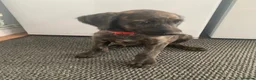 Lurcher dogs for sale: Deerhound/Alaunt  X  Poodle/Saluki puppies  - Advert 10