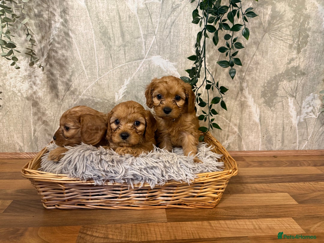 Cavapoo dogs for sale: Beautiful F1 Cavapoos  - Advert 4