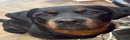 Rottweiler dogs for sale: One year old rottie girl  - Advert 6