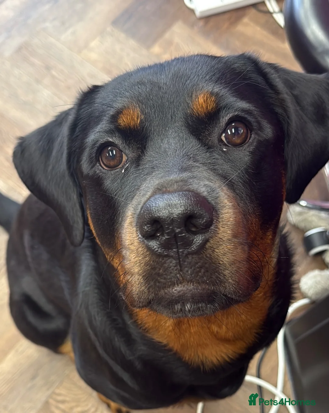 Rottweiler dogs for sale: One year old rottie girl  - Advert 6