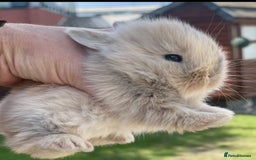 Lionhead rabbits for sale: Baby Lionhead bunnies ! Ready to be reserved ! - Image 4