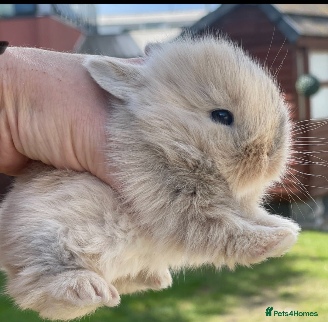 Lionhead rabbits for sale: Baby Lionhead bunnies ! Ready to be reserved ! - Image 4