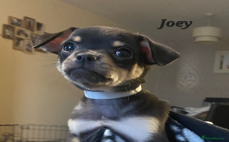 Chihuahua dogs - Advert 14