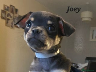 Chihuahua dogs - Advert 12