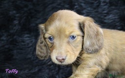 Miniature Dachshund dogs for sale: KC PRA Clear Mini Longhair Daxies – Dapple - Advert 28