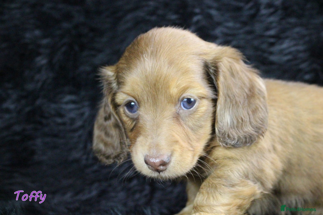 Miniature Dachshund dogs for sale: KC PRA Clear Mini Longhair Daxies – Dapple - Advert 28