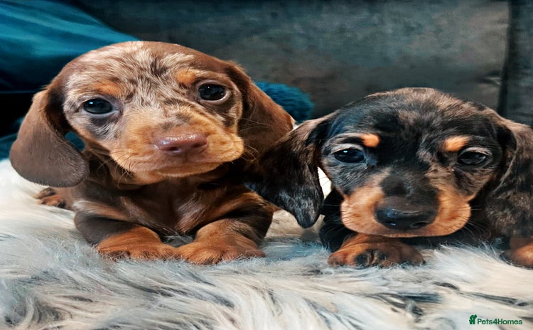 Miniature Dachshund dogs - Advert 5