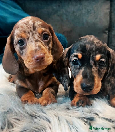 Miniature Dachshund dogs - Advert 1