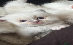 Ragdoll cats for sale: 5 Beautiful Ragdolls looking for a new home  - Image 4
