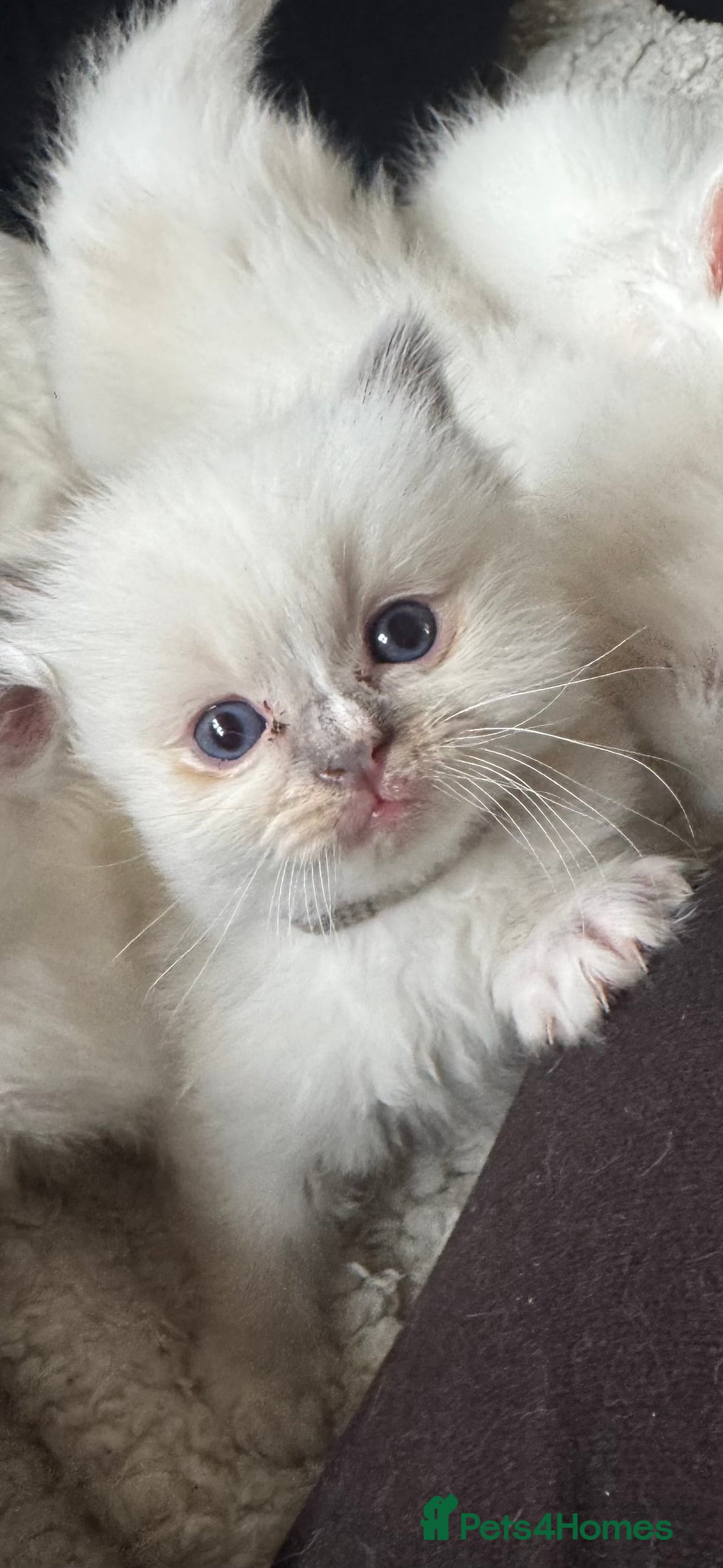 Ragdoll cats for sale: 5 Beautiful Ragdolls looking for a new home  - Image 4