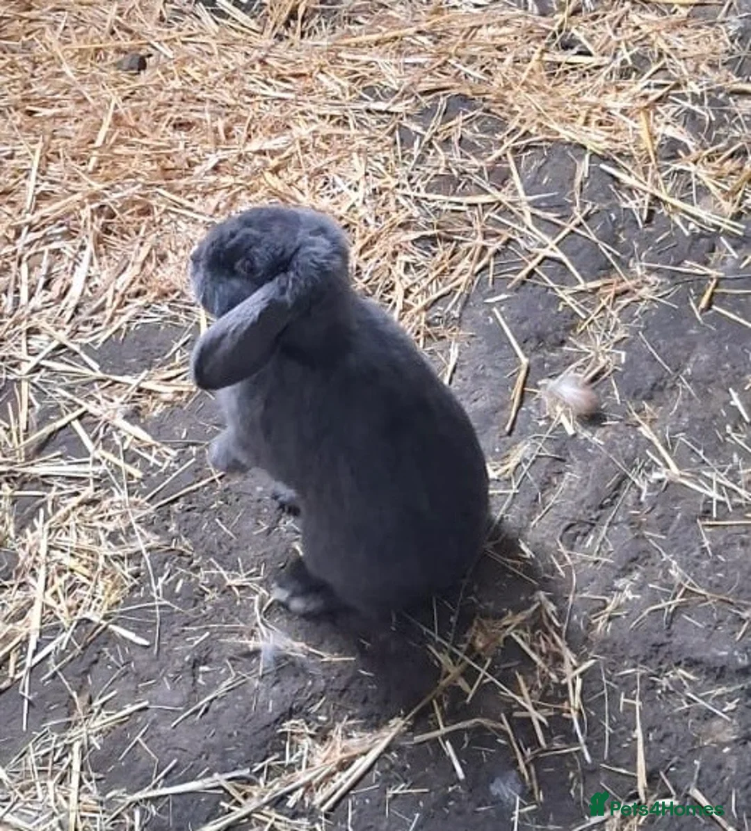 French Lop rabbits for sale: Two French Lop for sale a blue and a black one in Kidderminster - Advert 2