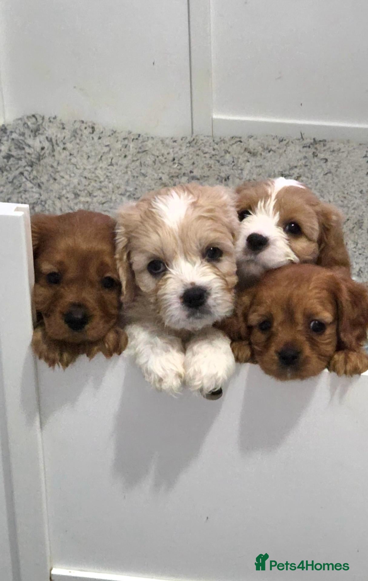 Cavapoo dogs Cavapoo puppies - Advert 1
