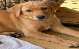 Labrador Retriever dogs for sale: Female fox Red Labrador  puppy  - Image 1