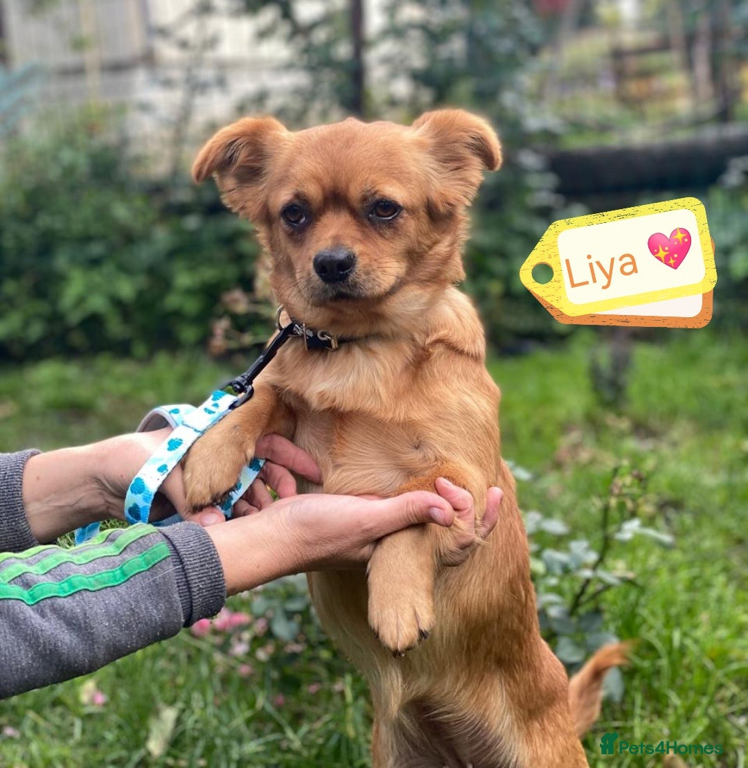 Mixed Breed dogs for adoption: 🐶💖 LIYA 💖🐶 - Image 2