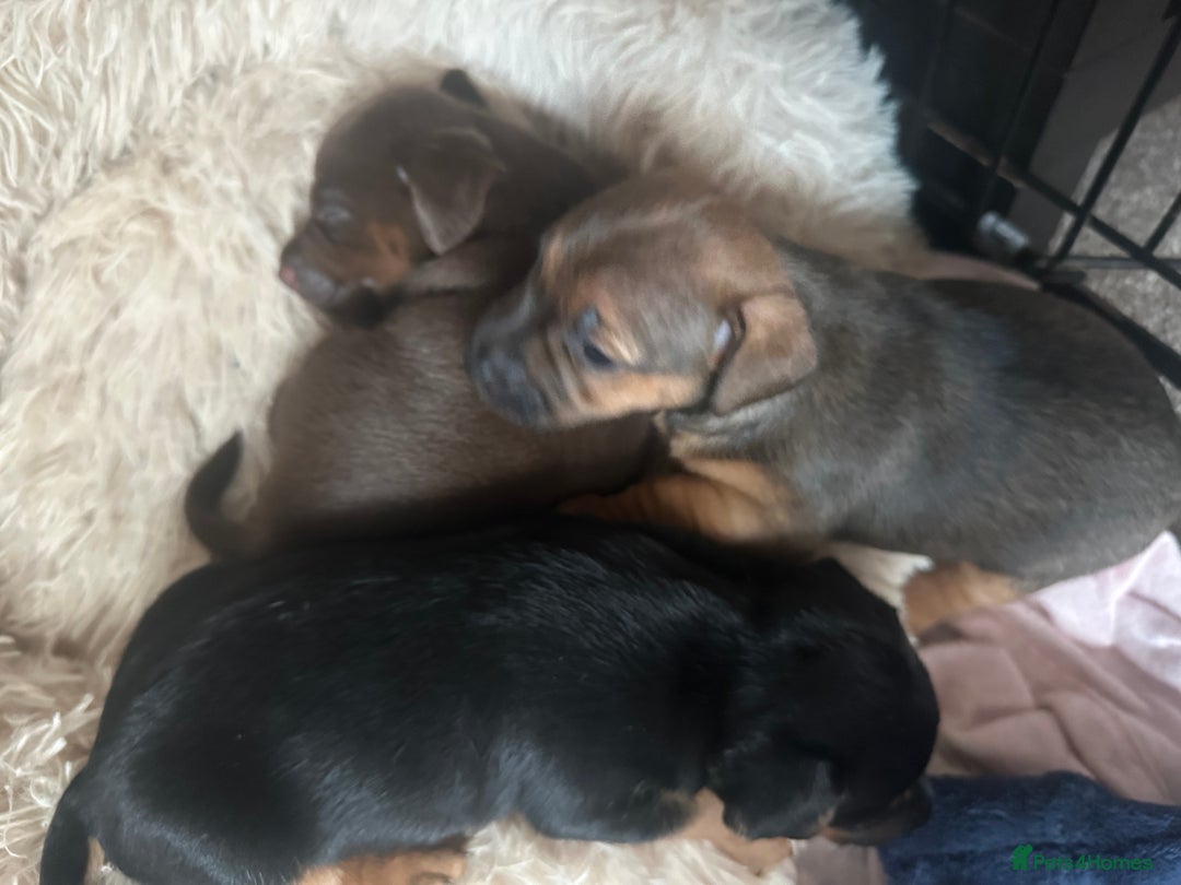 Jack Russell dogs for sale: Beautiful Jack Russell Puppies  - Image 9