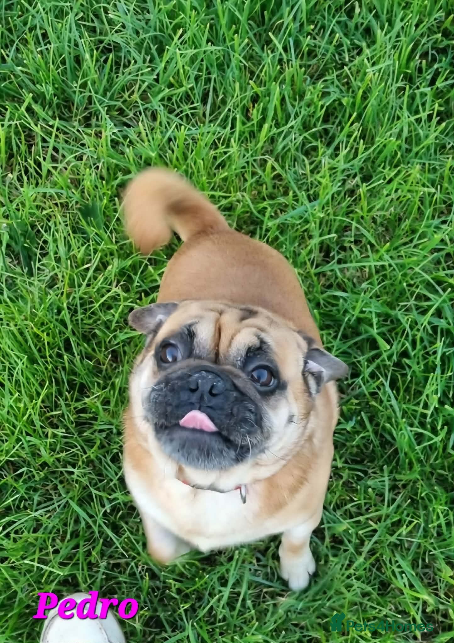 Jug dogs PEDRO - One little Pug cross, One big heart - Advert 1