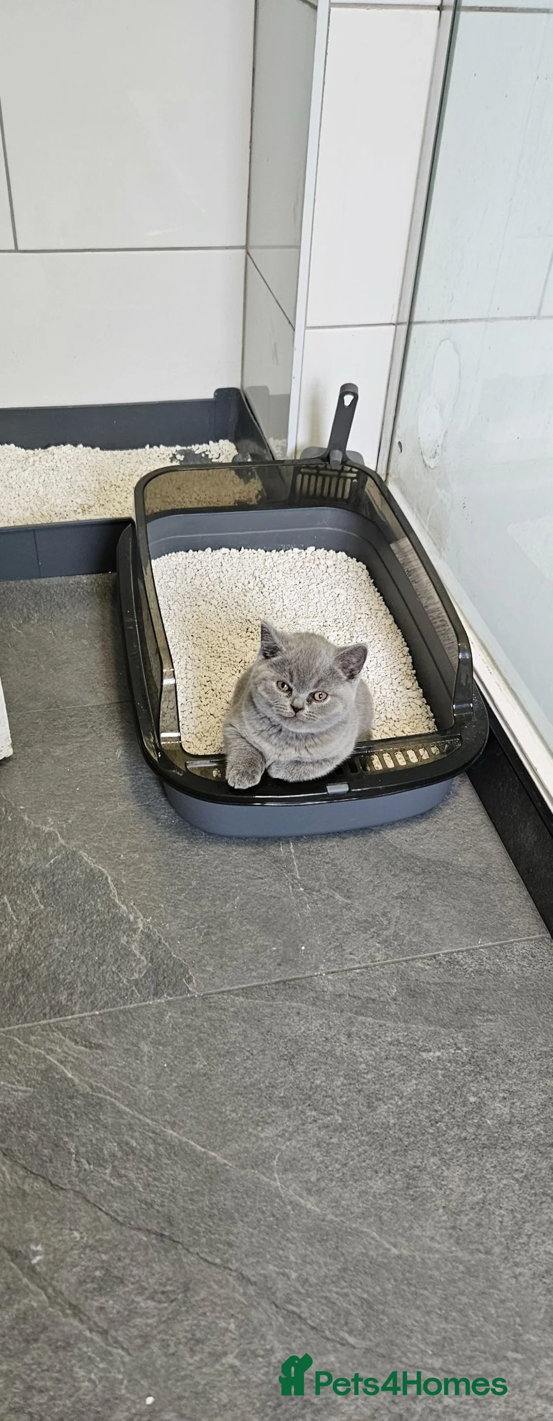 British Shorthair cats for sale: Full Pedigree Championship British Shorthairs!!!!! - Advert 2