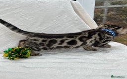Bengal cats for sale: ❤️ GORGEOUS PURE BENGAL KITTENS ❤️ - Advert 3