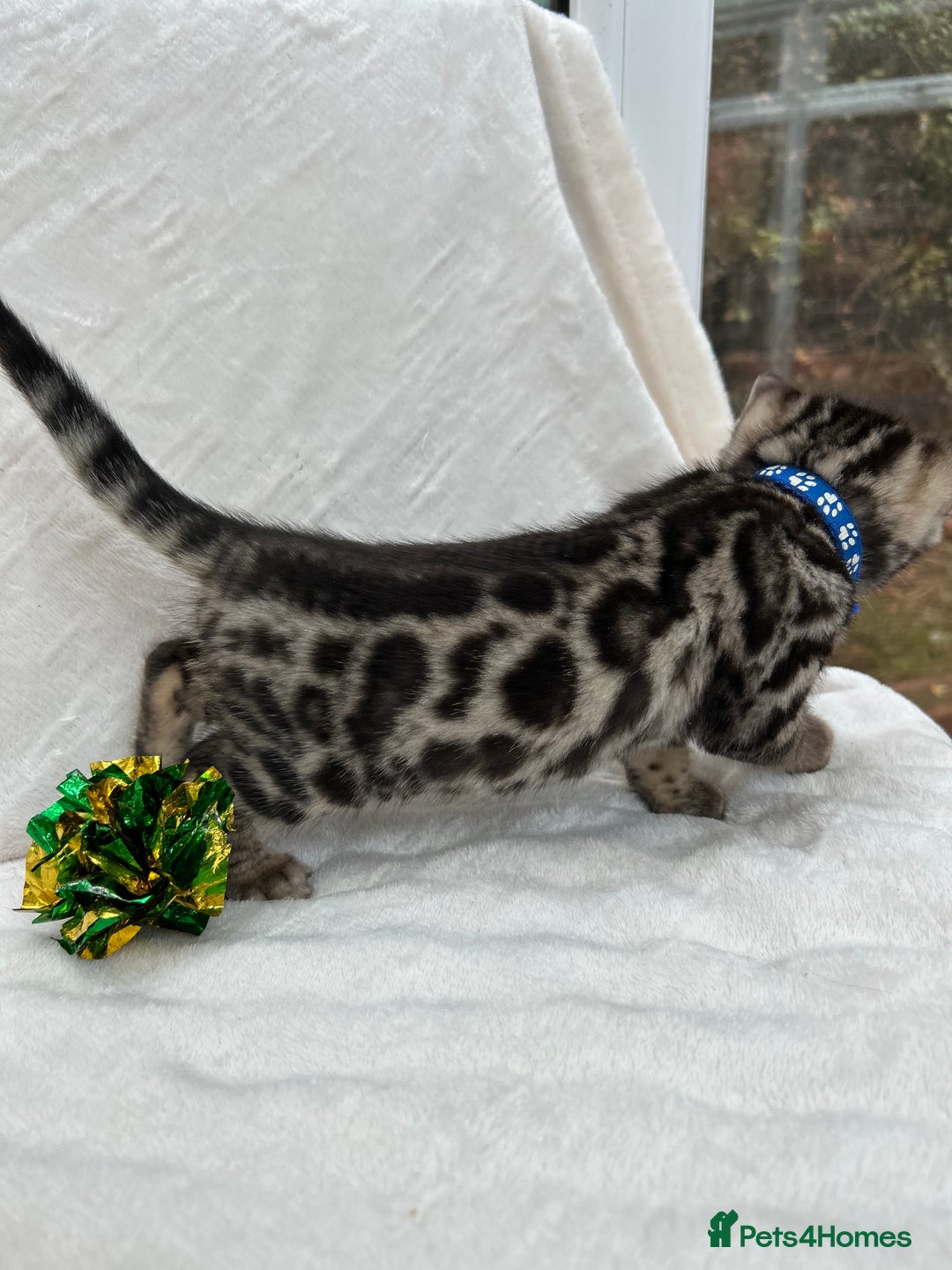 Bengal cats for sale: ❤️ GORGEOUS PURE BENGAL KITTENS ❤️ - Advert 3