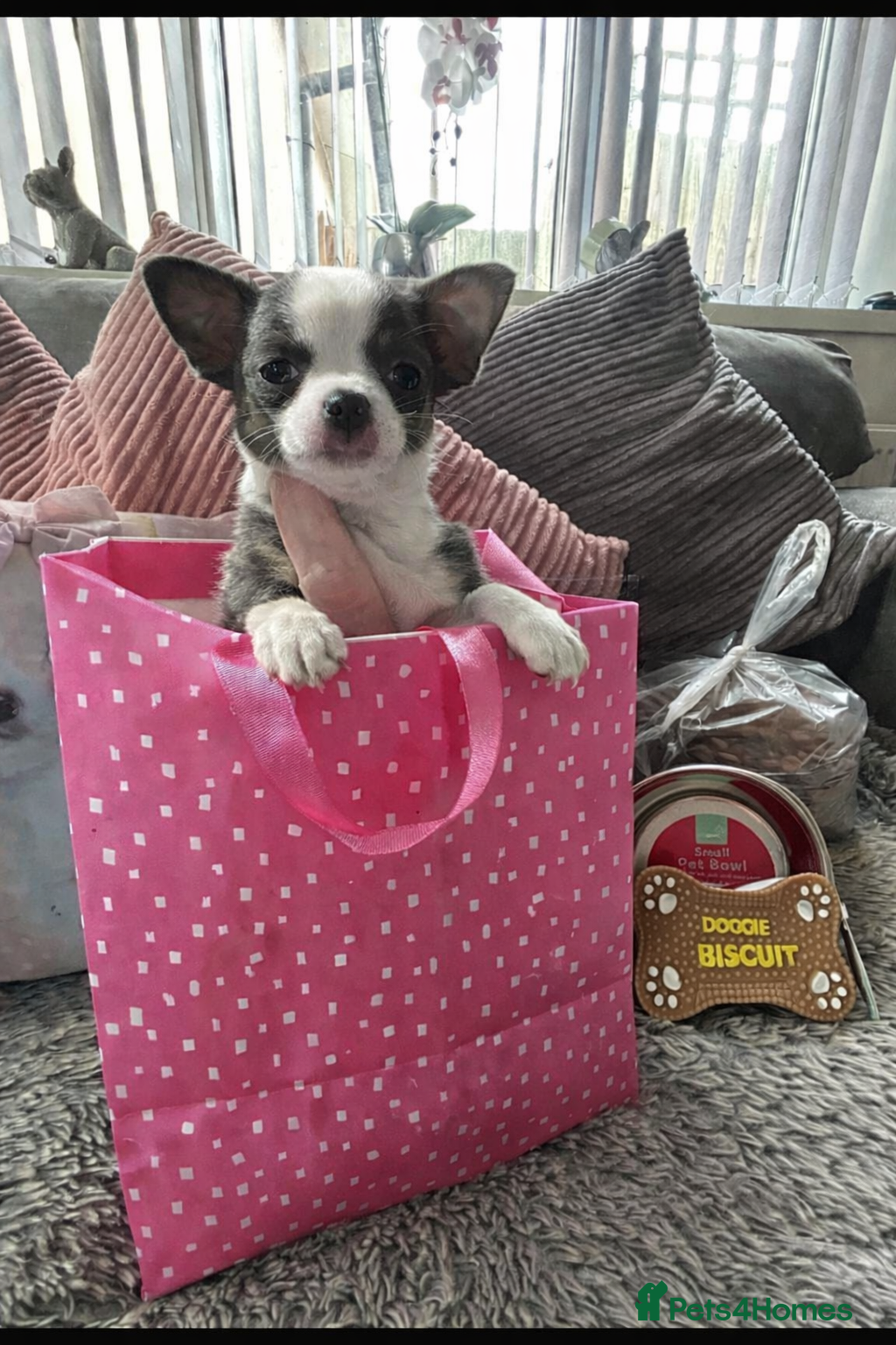 Chihuahua dogs Full pedigree Chihuahua puppies - Advert 15