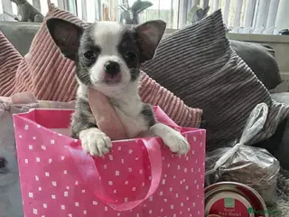 Chihuahua dogs Full pedigree Chihuahua puppies - Advert 14