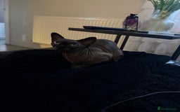 Sphynx cats for sale: 4 years Tica Active girl never breed - Image 2