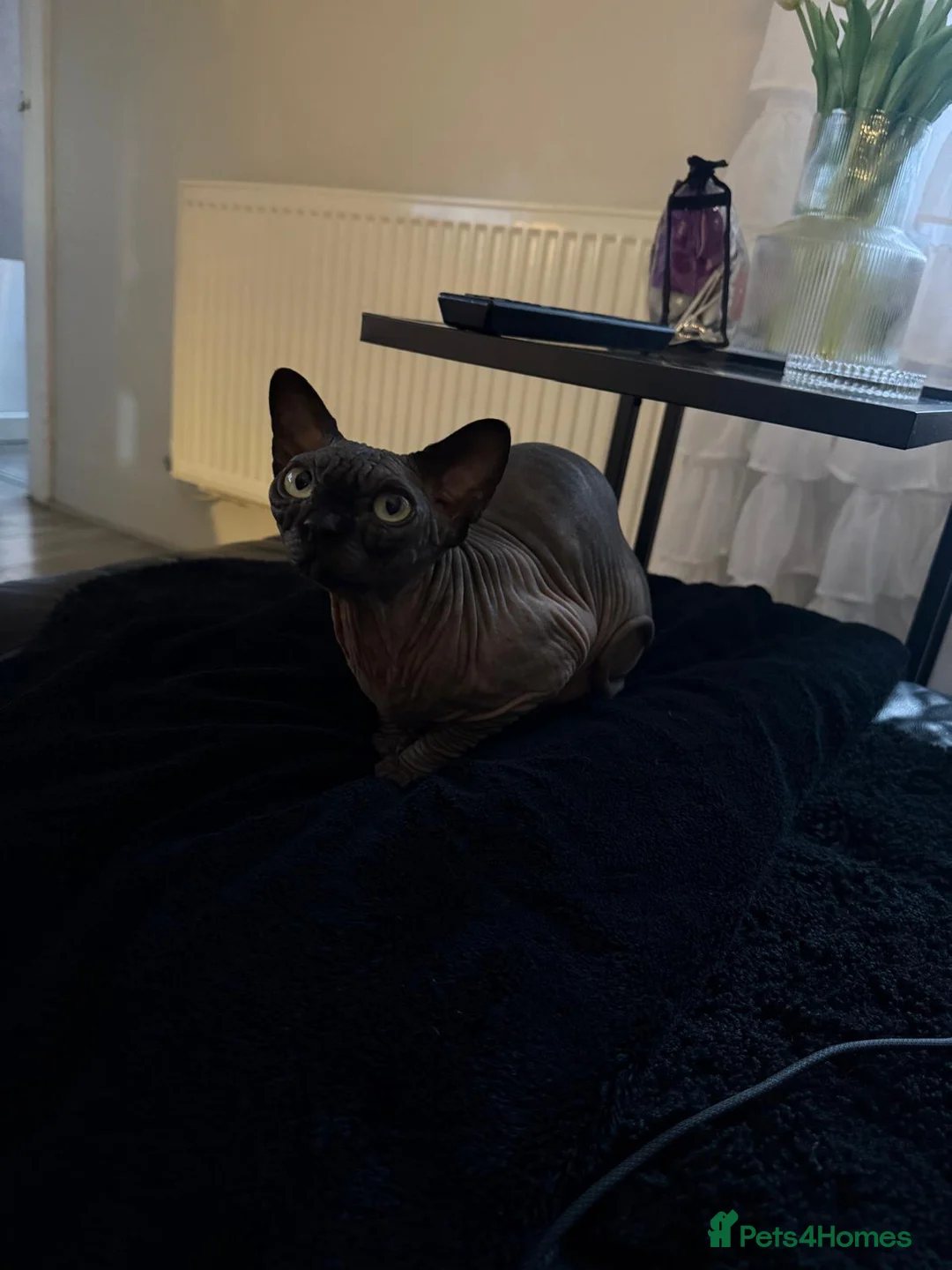 Sphynx cats for sale: 4 years old beautiful girl.  - Advert 4