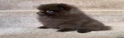 Pomeranian dogs for sale: CHAMPION LINES KC POMERANIAN PUPPIES  - Advert 4