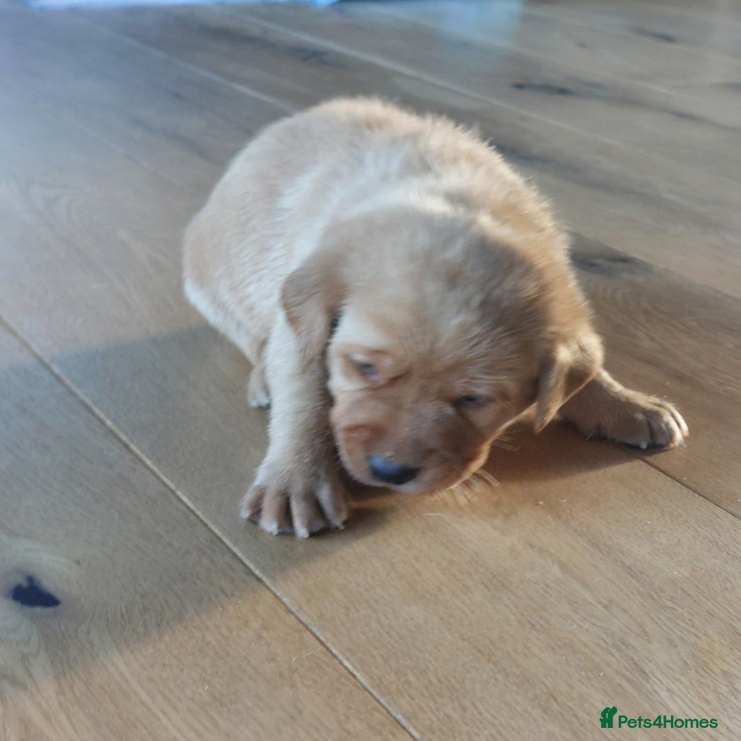 Labrador Retriever dogs for sale: Coco’s Labrador Puppies Seeking Loving Homes - Advert 24