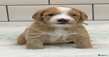 Double Doodle dogs - Advert 3