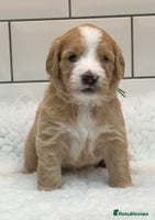 Double Doodle dogs - Advert 3