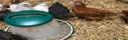 Chickens poultry for sale: Happy healthy pullets. - Advert 3